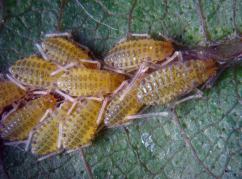 Panaphis  juglandis  (Aphididae)